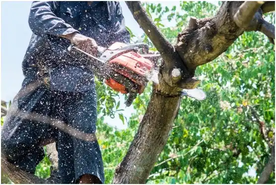tree services Ralston